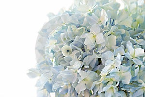 Azul hortensias flor en blanco 