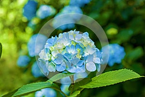 Blue hydrangea flowers