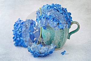 Blue hydrangea flowers