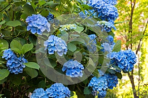 Blue Hydrangea Flowers in Bloom