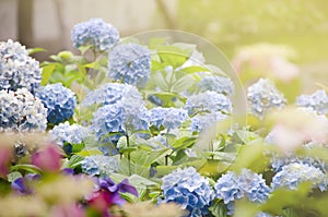 Blue hydrangea