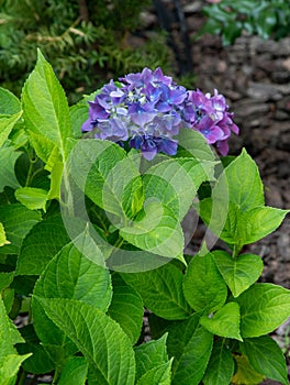 Blue hydrangea flowers in the garden. Bud close up. Grow a summer flower hortensia. Flora petals background. Flowerbed.