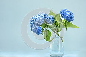 Blue hydrangea flowers in a glass vase on a light background.