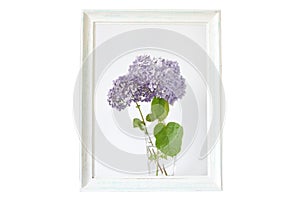 Blue Hydrangea flowers in a glass on a white background in a wooden vintage frame.