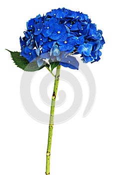 Blue hydrangea flowers isolated on white background