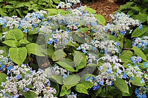 blue hydrangea with green leaves in the garden