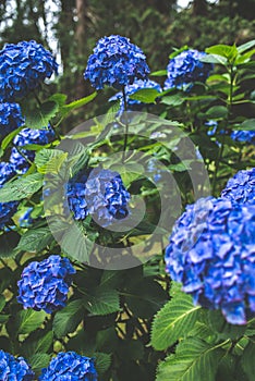 Blue hydrangea hortense blooming in Spring