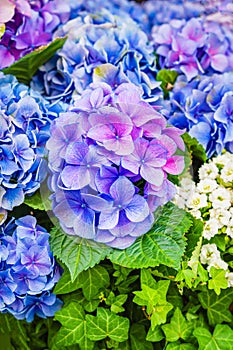 Blue hydrangea, hortensia, bright flower head close-up, perfect garden decoration