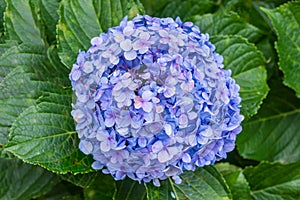 Blue hydrangea hortensia flower plant detail