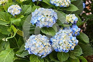 Blue Hydrangea or Hortensia Hydrangea macrophylla