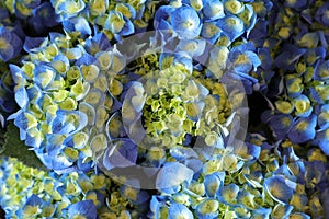 Blue hydrangea or Hydrangea macrophylla background, top view.