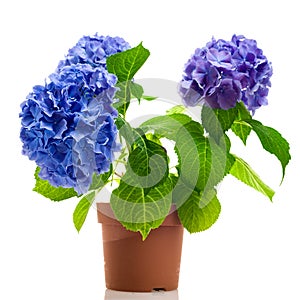 Blue hydrangea isolated