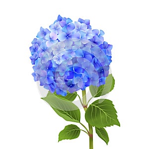 Blue Hydrangea Isolated
