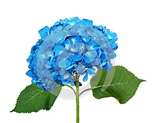 Blue hydrangea isolated