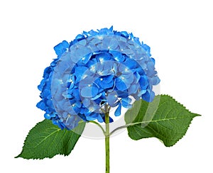 Blue hydrangea isolated