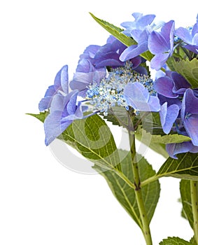 Blue Hydrangea isolated