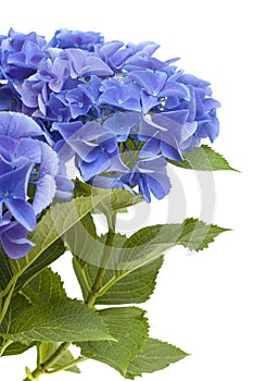Blue Hydrangea isolated