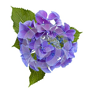 Blue Hydrangea isolated