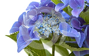 Blue Hydrangea isolated