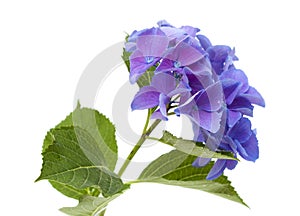 Blue Hydrangea isolated