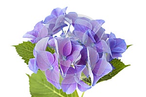 Blue Hydrangea isolated