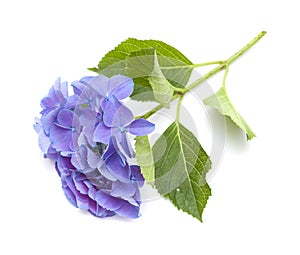 Blue Hydrangea isolated