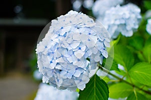 Blue hydrangea macrophylla flower blooms photo