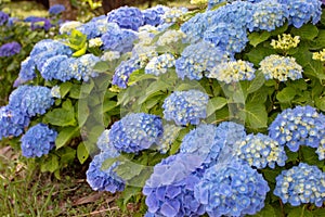 Blue hydrangea macrophylla or hortensia flowers and yellow buds photo