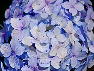 Blue Hydrangea mophead flowers closeup photo