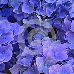 Blue Hydrangeas