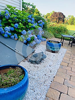 Blue hydrangeas in back of house by patio with blue planters