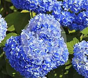 Blue Hydrangeas flower in bloom in summer
