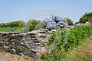 Blue hydrangeas in Galicia, Spain