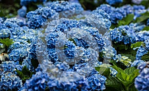 Blue Hydrangeas