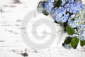 Blue Hydrangeas Old White Boards