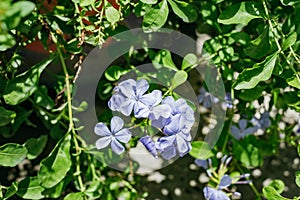 Blue ice bluster flower with green leaf