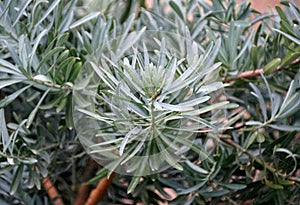 Blue Ice Yellowwood plant, also known as Podocarpus elongatus `Monmal