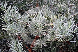 Blue Ice Yellowwood plant, also known as Podocarpus elongatus `Monmal