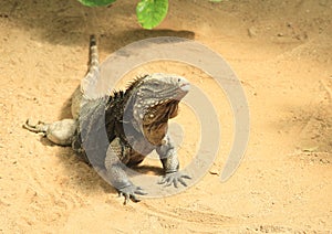 Blue iguana