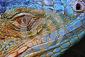 Blue iguana