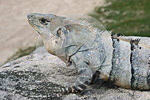 Blue Iguana