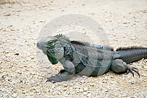 Blue iguana