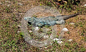 Blue iguana