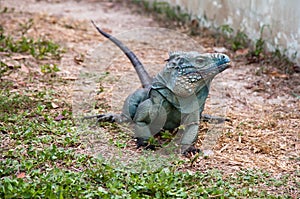 Blue iguana