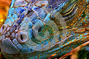 Blue Iguana photo