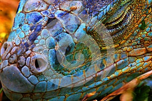 Blue Iguana
