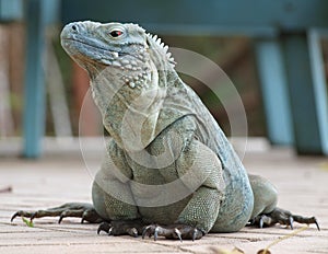Blue Iguana Cayman Islands
