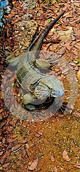 Blue iguana of Cayman Islands