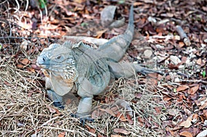 Blue Iguana Cayman Islands