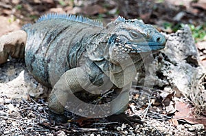 Blue Iguana Cayman Islands